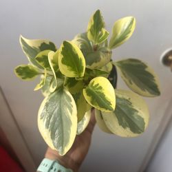 Peperomia Plant Read Description ⤵️