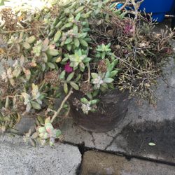 Drought Resistance  Plant