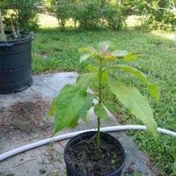 Avocado Tree
