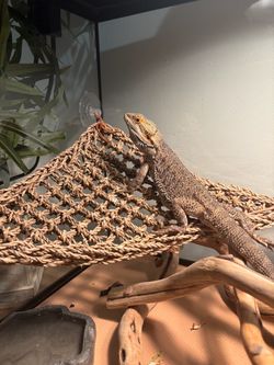 Reptile stuff