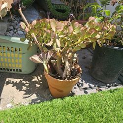 Succulent