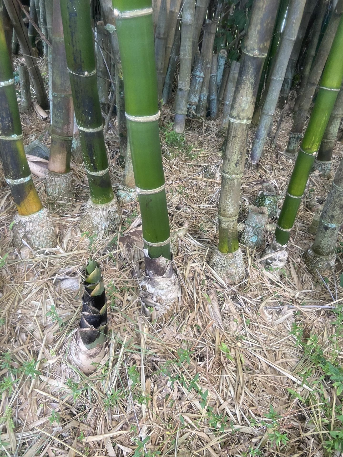 Bamboo Plant For Sale