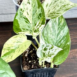 5 Indoor Plants $20