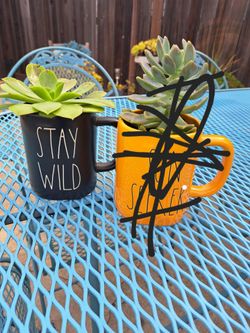 1  Rae dunn Coffee cups, succulents
