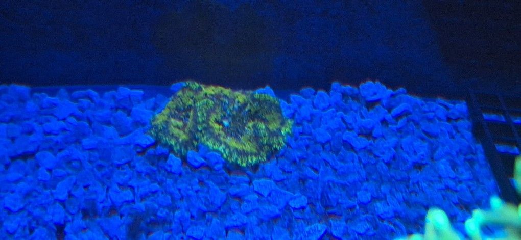 Neon GREEN Carpet Anenomie
