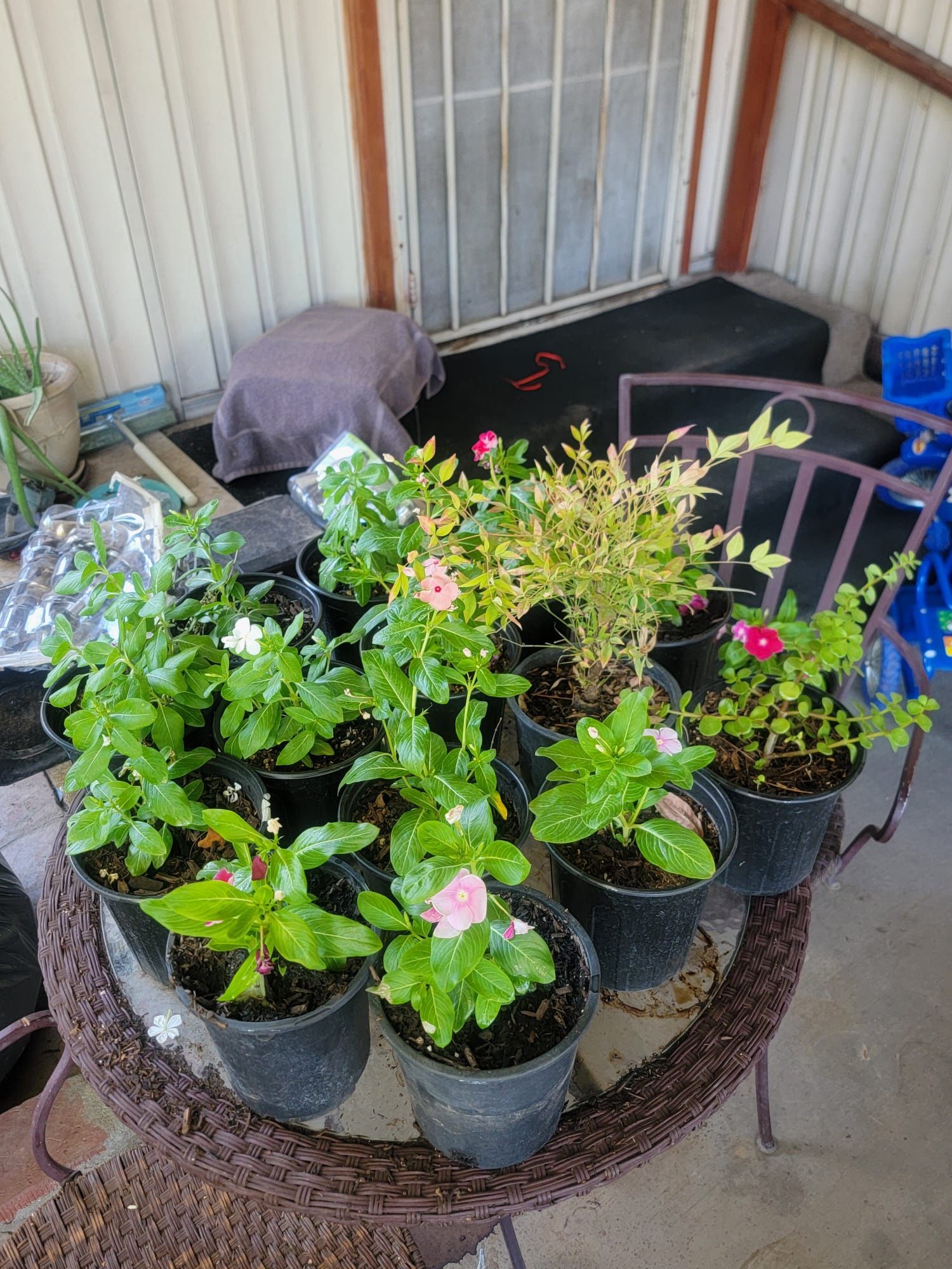 Vinca Plant