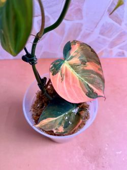 Philodendron Mican Highly Variegated Orange Aurea Plant - 5inch #3