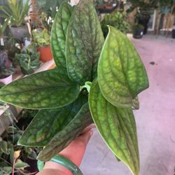 Monstera Peru Plants