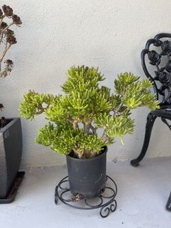 Gollum Jade (Crassula ovata ‘Gollum’) – Large Healthy Succulent 