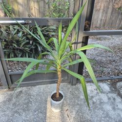 🪴Yucca Cane  Plant approximately 3' tall