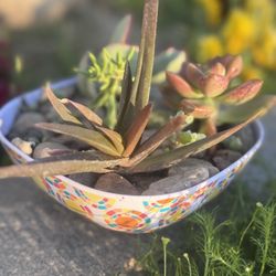 Decorative Bowl Succulent Plant Arrangement 