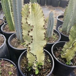 Euphorbia Ammak Cactus 