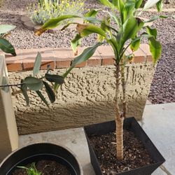 Houseplants In Matching Pots
