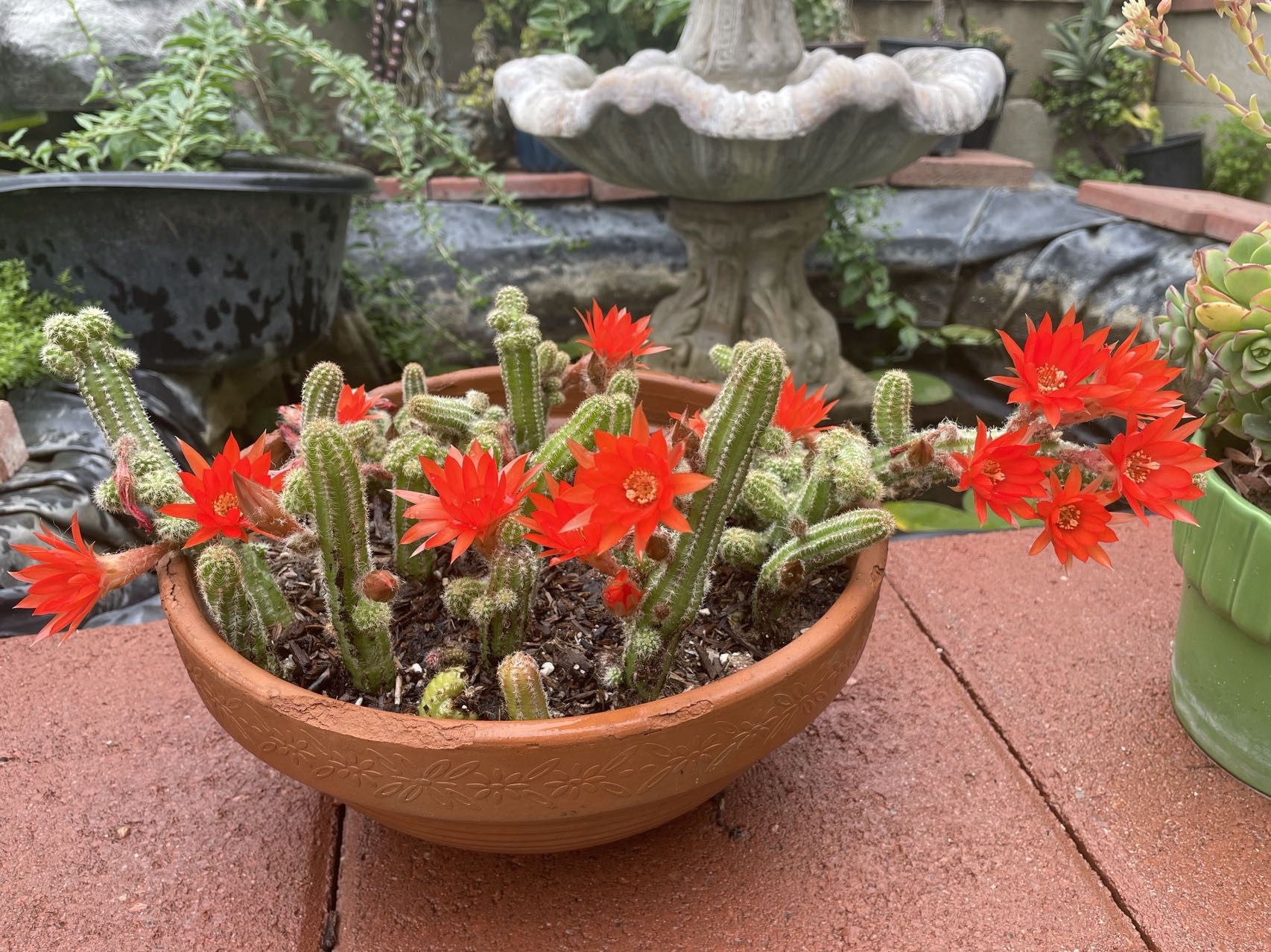 cactus for Sale in Hemet, CA OfferUp