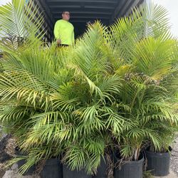 Areca 15g full 