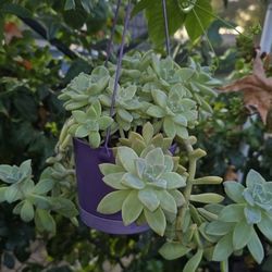 Suculenta Planta Colgante