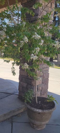 Crape Myrtle  (White) Tree Itself Is 7 Ft Tall With A Small Queen Of The Night Plant Picture At The End Of Mature One  $75.00