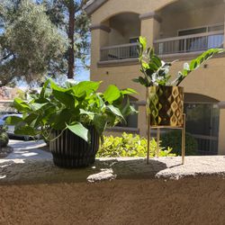 Plants with Planters