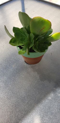 Succulent plant