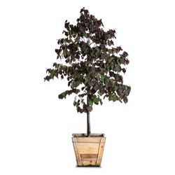 western redbud/ forest pansy