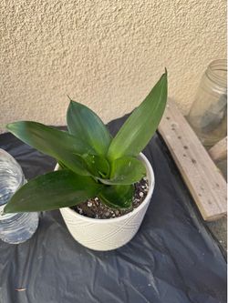 Starfish Snake Plant
