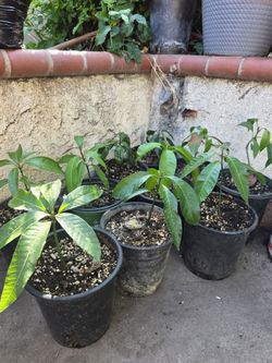 Mango trees