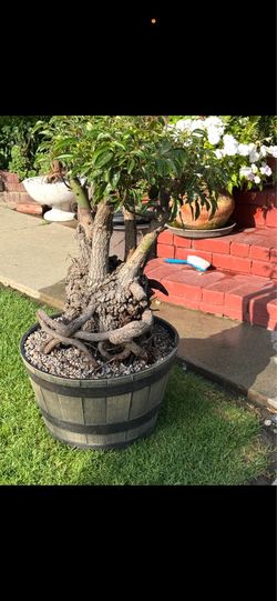 Very rare decades old camphor tree