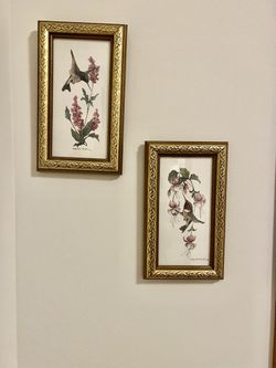 Humming Bird Pictures