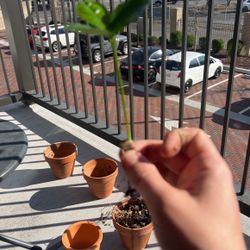 Pomelo Sprouts 