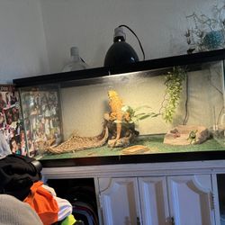 Terrarium 