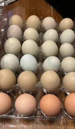Organic Eggs
