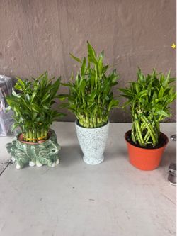 Bamboo plants $30 each