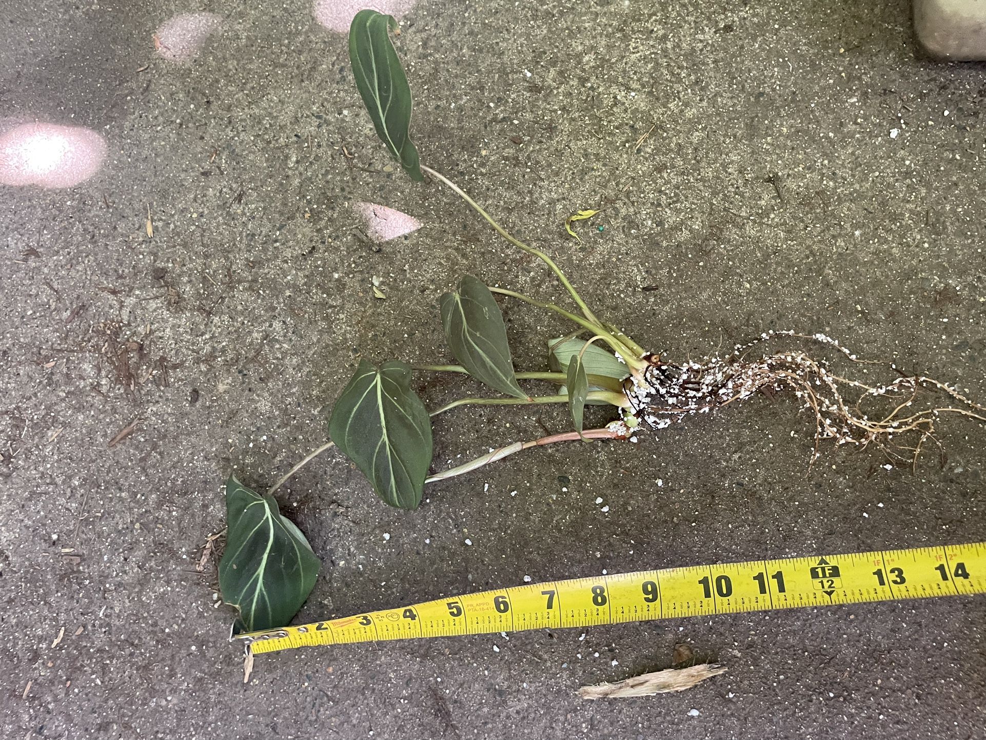 Well Rooted Philodendron Gloriosum, exact plant 95820