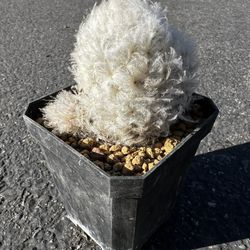 6.5 Cm Mammillaria Plumosa Cactus (Feather Cactus), 1 Offset Growing
