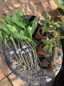 Magenta Pink Plumeria Cuttings