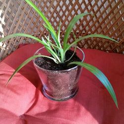 Heathly Spider Plant 