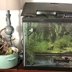 20 Gallon Fish Tank