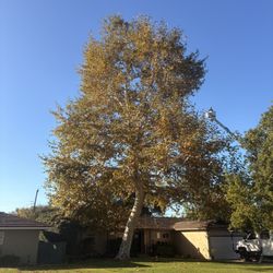 Arborist/ Tree Trimming