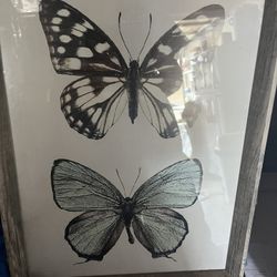 Butterflies Picture