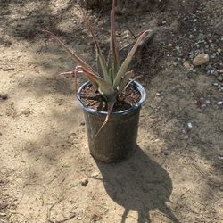 Aloe Vera Plants 
