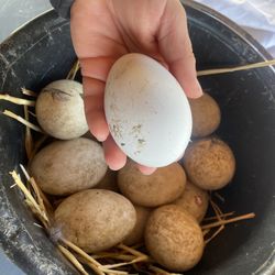 Goose 🪿 Eggs (fertilized)