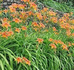 Orange daylillies