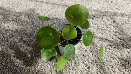 Chinese money plant