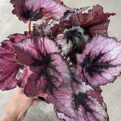 Big/full/lush 6” pot Begonia, Exotic House Plant, multiples available; special now$27each/reg.$35each; Or 3 For $75; Price Firm; 95820