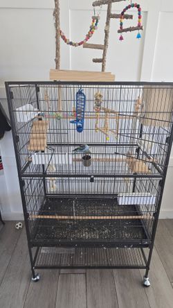 Budgie Fancy Parakeet, large enclosure and perch.