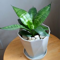Snake Plant Live 