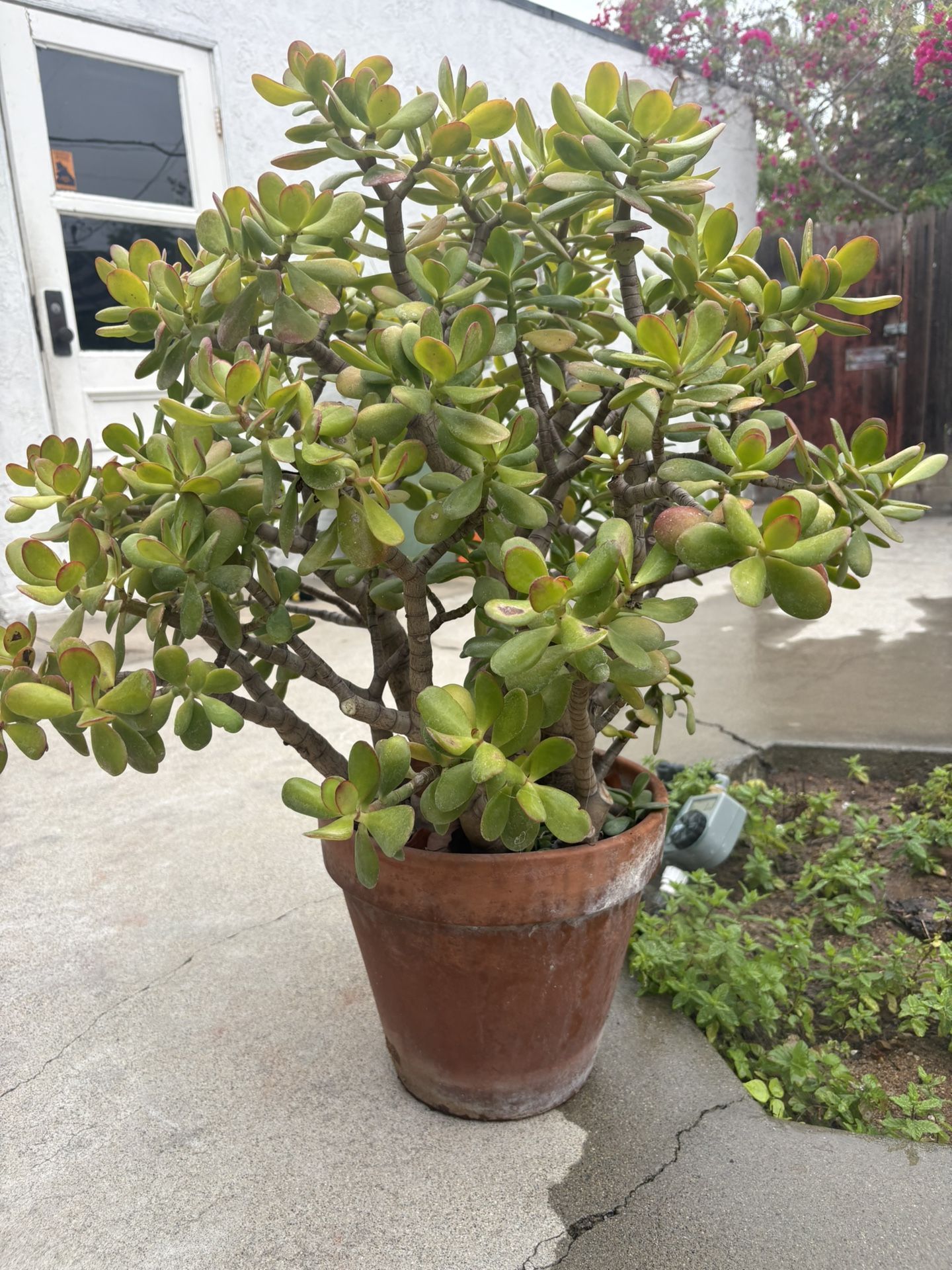 Large Jade Succulent