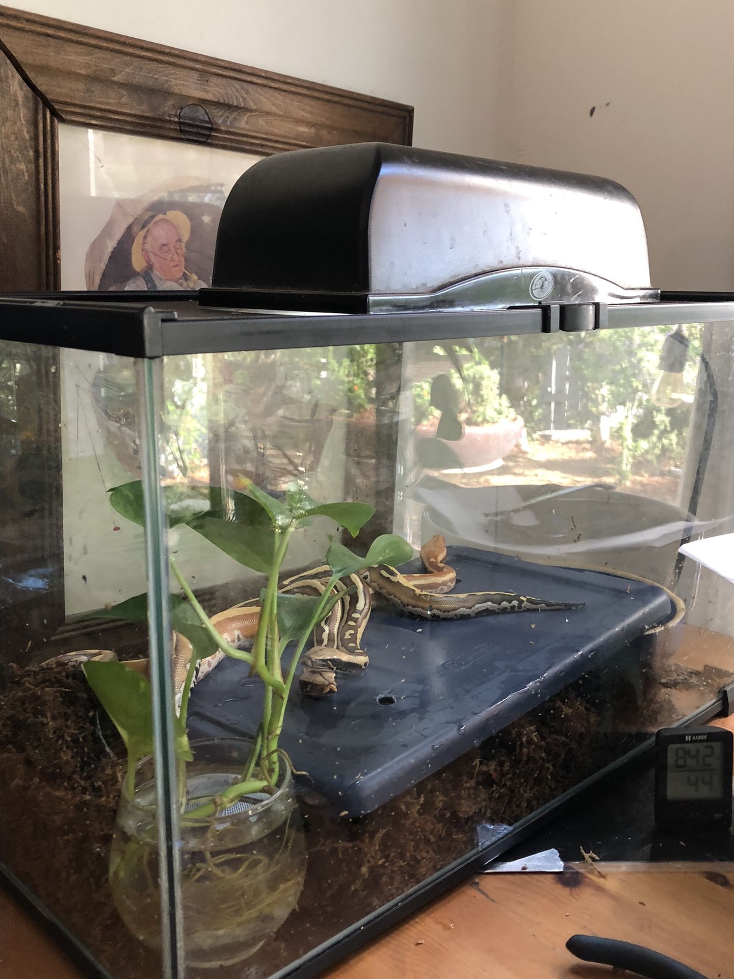 Terrarium Reptile Snake Python 