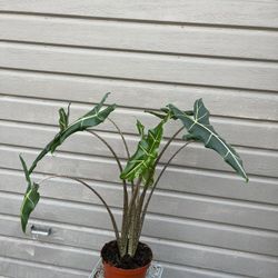 8” alocasia sarian