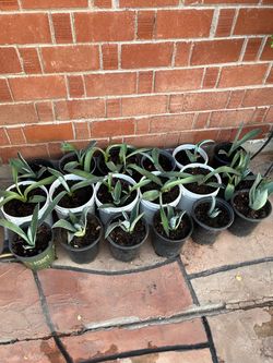 Agave Plant in Pots Lots Available